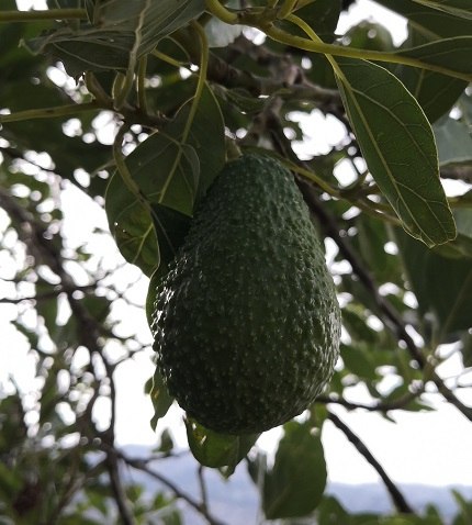 avocado-ecovinyassa-tramuntana-gebirge