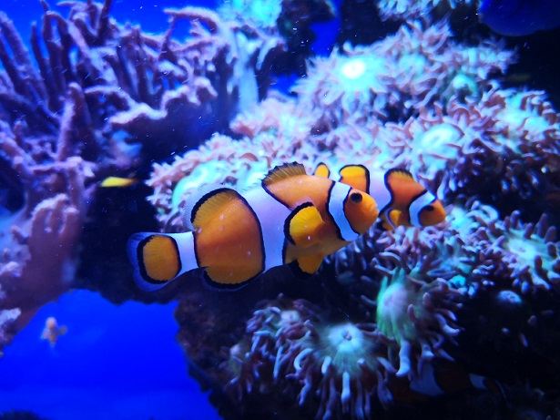 clownfisch-korallen