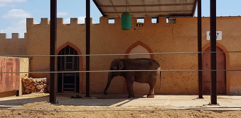 elefant-im-zoo-auf-mallorca