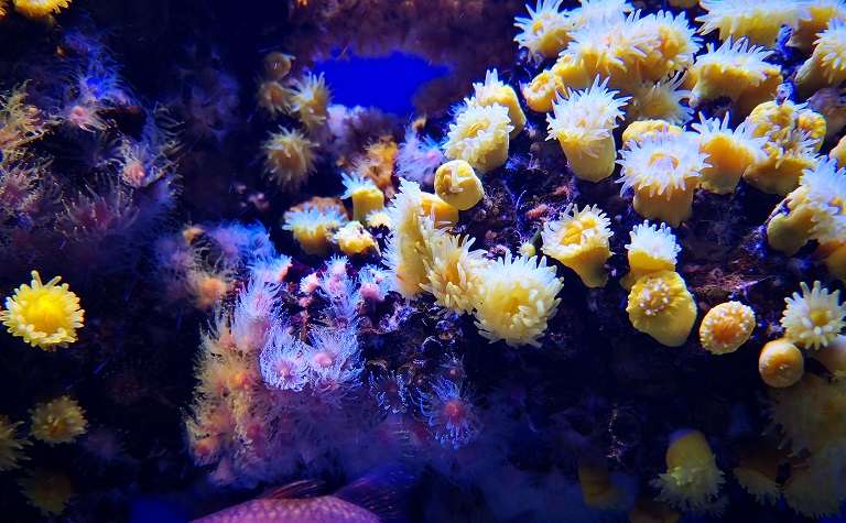 korallen-im-aquarium-von-palma