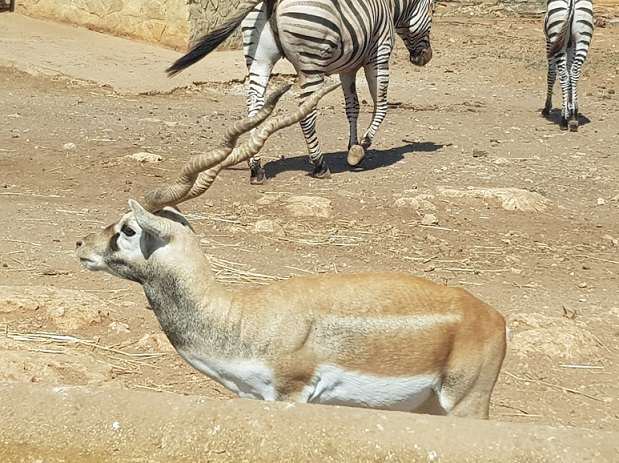 safari-zoo-mallorca-sa-coma