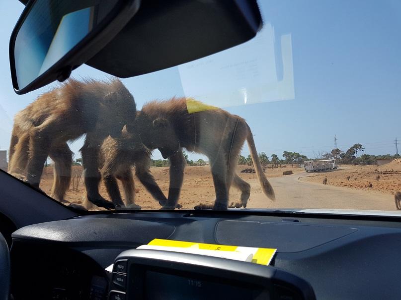 safari-zoo-mallorca-affen-auto