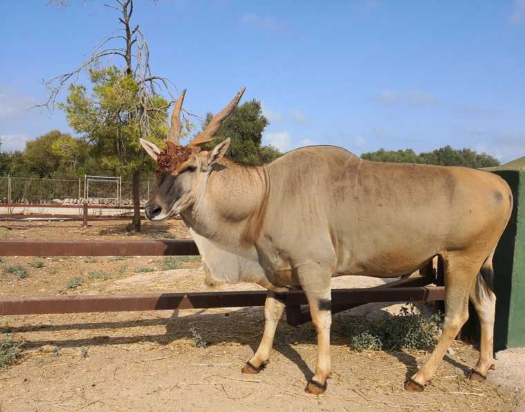 tiere-safari-zoo