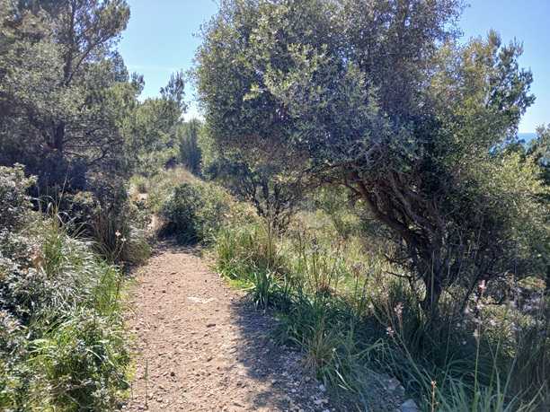 wanderroute-auf-mallorca